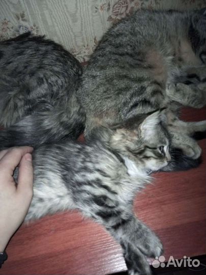 Кошка