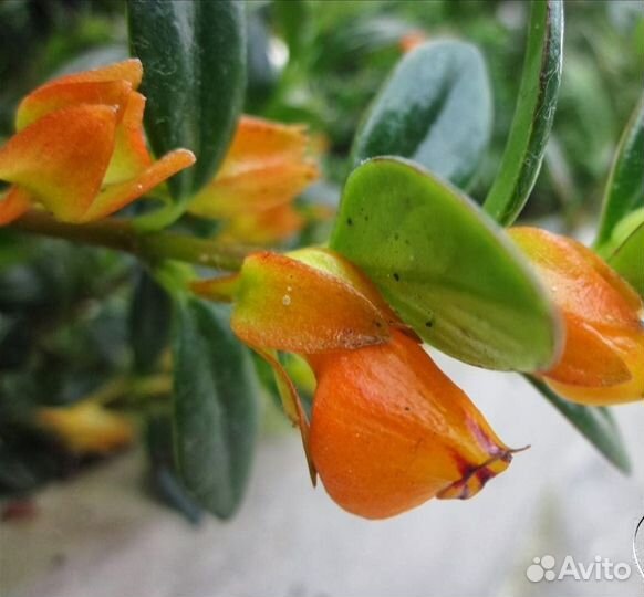 Комнатные цветы