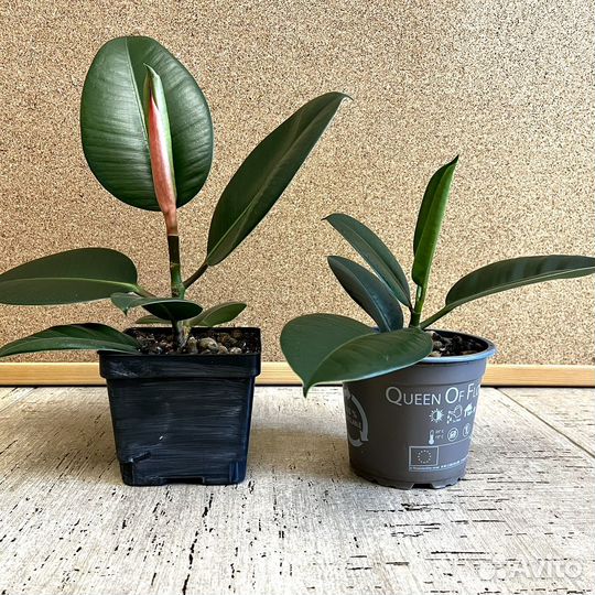 Фикус каучуконосный