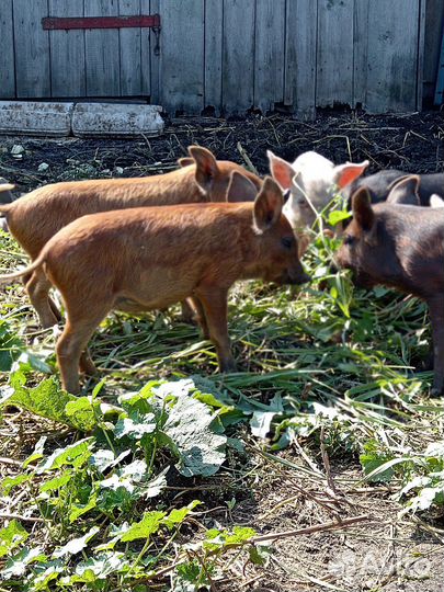 Поросята разные