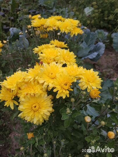 Садовые многолетники:ирисы,бадан,хризантема желтая