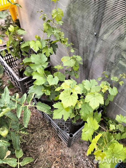 Виноград сорт Алешенькин.Укорененные черенки