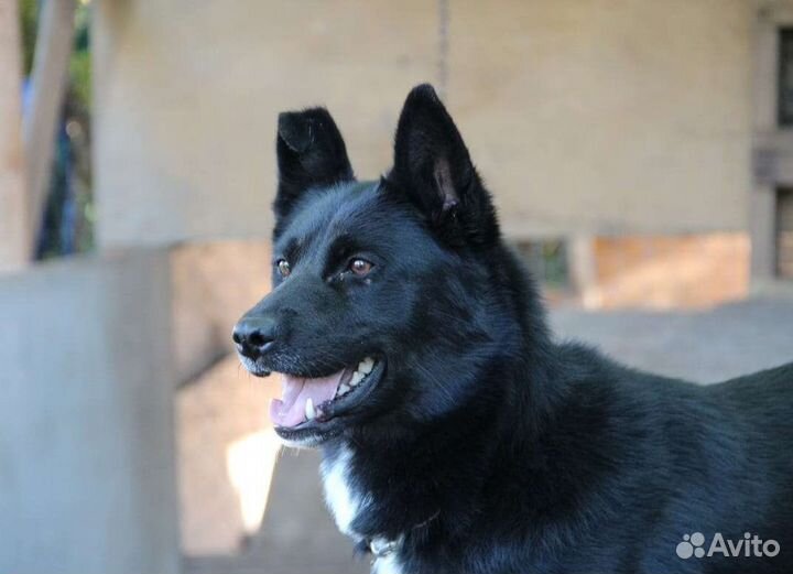 Собака в добрые руки