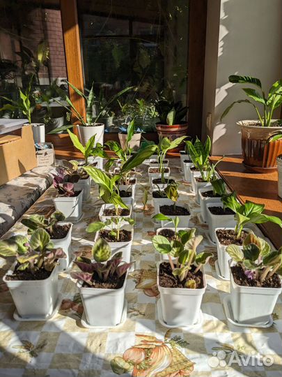 Алоэ, сансевиерия, фиалки, спатифилум