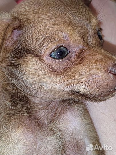 Мини той-терьер