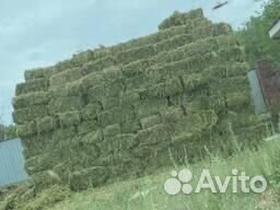 Сено люцерны в тюках