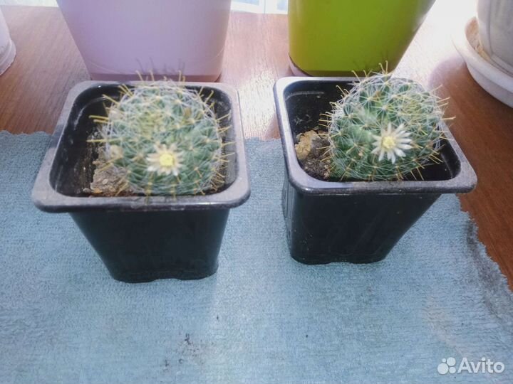 Кактус цветущий