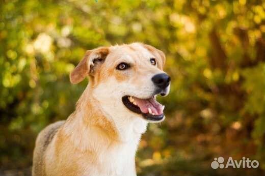 Собака Рива