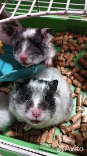 Хомяк сирийский