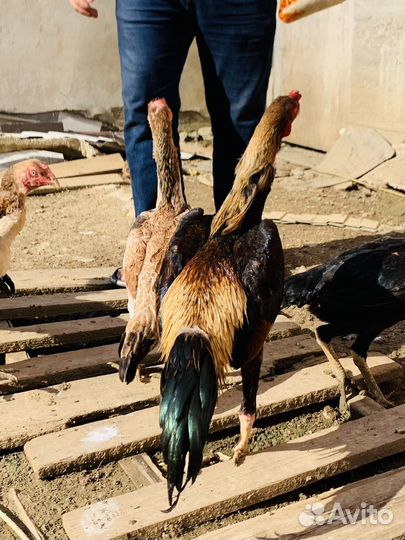 Бойцовые петухи