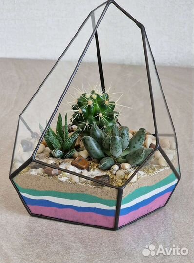 Подарок Суккуленты во флорариуме