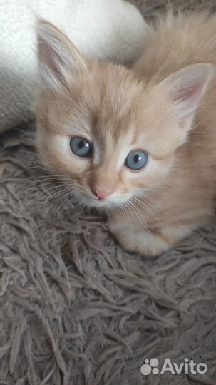 Отдам котенка в добрые руки