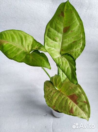 Сингониумы сортовые 8 разных сортов+аглаша