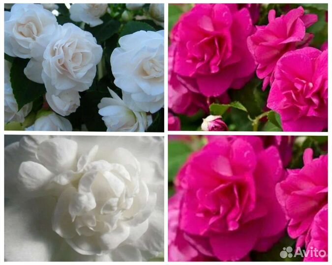 Пурпле пината