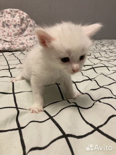Котенок мейн-кун отдам