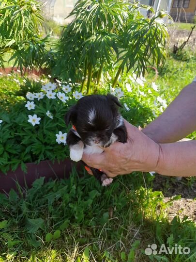 Щенки чихуахуа