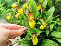 Орхидея садовая многолетняя и др
