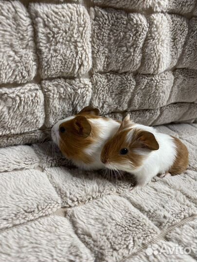 Морские свинки