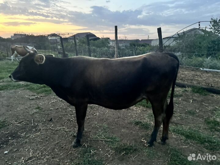 Коровы и телята