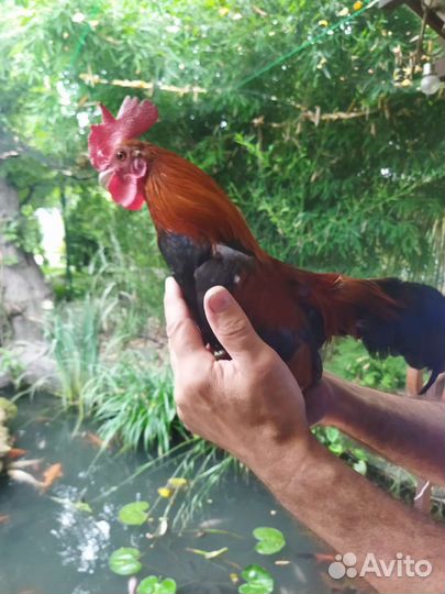 Петух бентамка