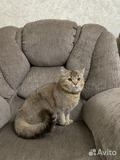 Британский кот Вязка