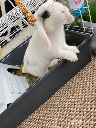 Декоративные кролики домашний мини