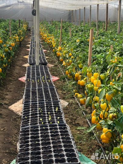 Перец,кубик,болгарский,семена,профи