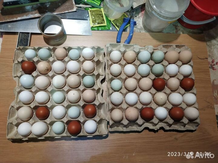 Инкубационное яйцо