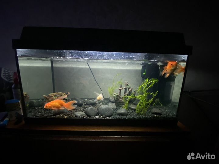 Аквариум и все для аквариума