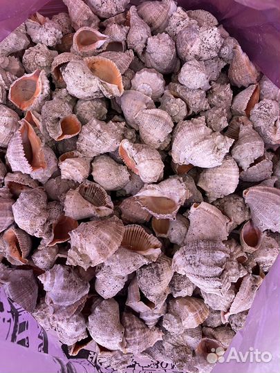 Ракушка рапан