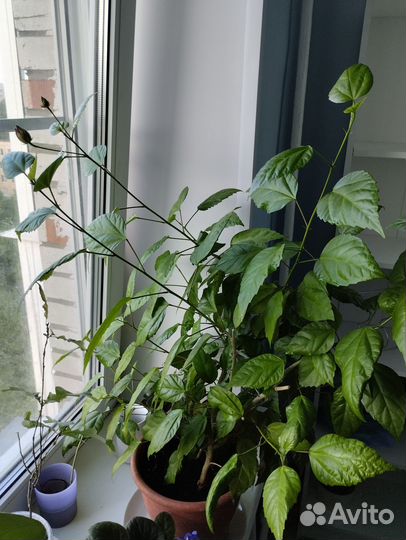 Гибискус или Китайская роза