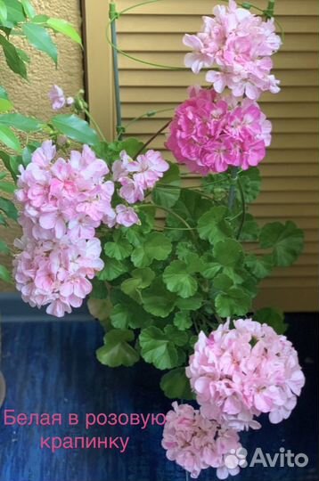 Пеларгония герань 3