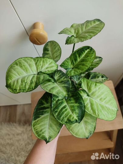 Сингониум Пикси / Pixie