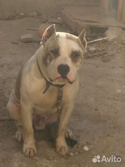 Питбультерьеры