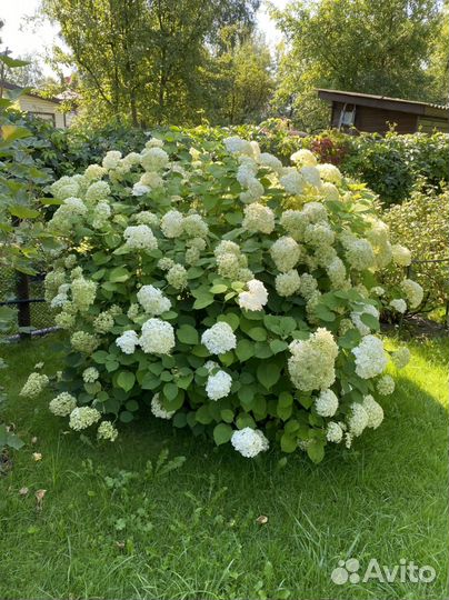 Гортензия древовидная Аннабель (Annabelle)