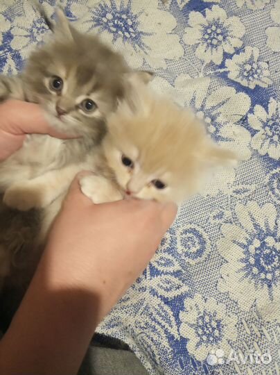 Продажа котят