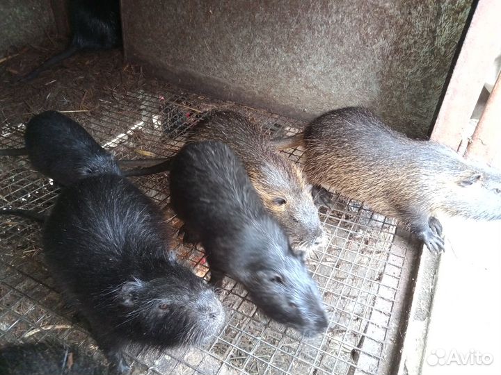 Нутрии живые