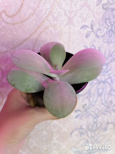 Суккуленты