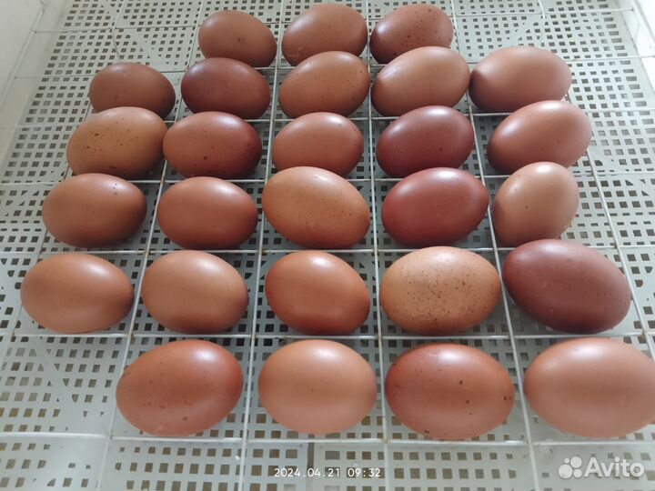 Цыплята Маран