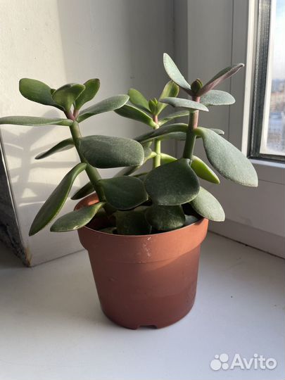 Денежное дерево - толстянка