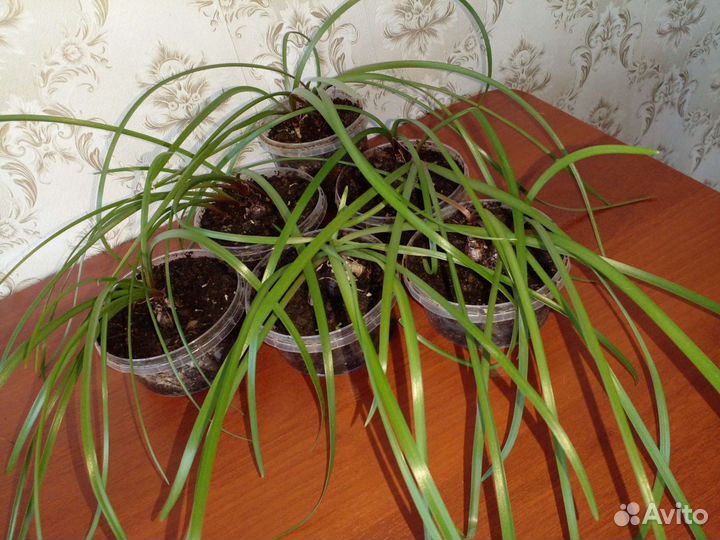 Комнатные растения