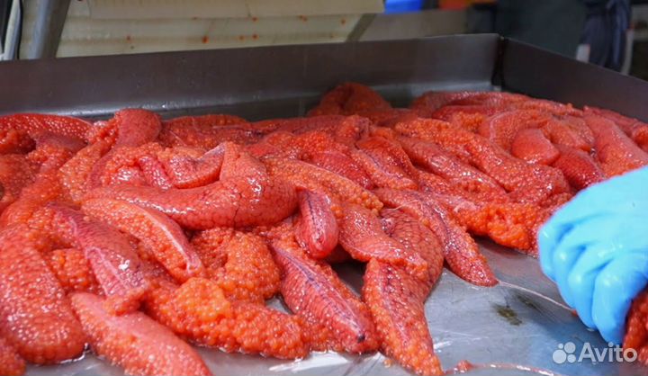 Икра красная (форелевая), ястык