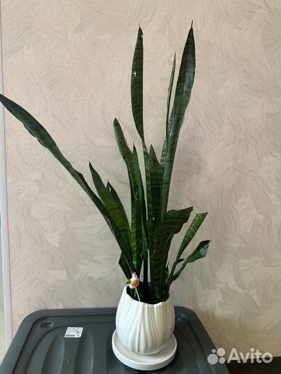 Сансевиерия