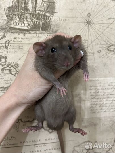 Крысята Дамбо мальчики 3 месяца