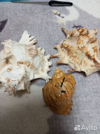 Ракушки морские, 12 см