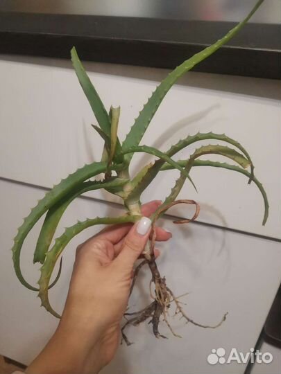 Алоэ, спатифиллум, антуриум