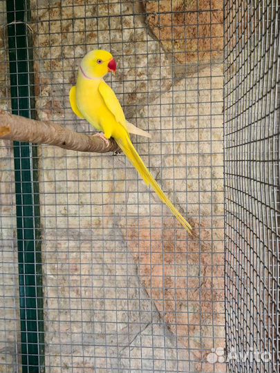 Ожереловый попугай