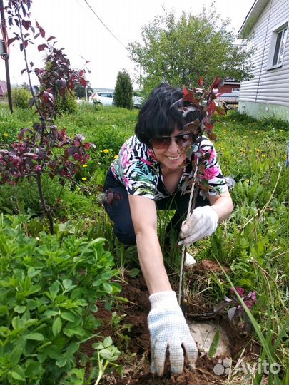 Саженцы дуба