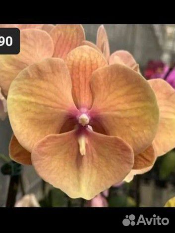 Орхидея Биглип