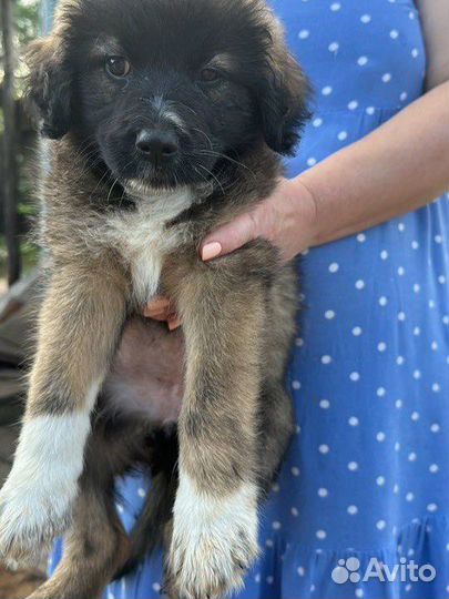 Щеночки в добрые руки